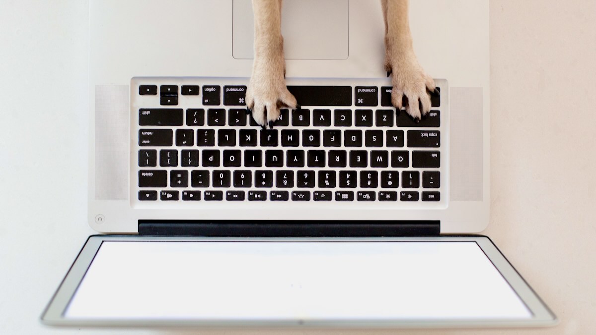 My paws are trying to type as fast as possible but I am a dog.